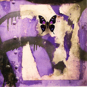 A photograph of a Purple Spotted Swallowtail Butterfly