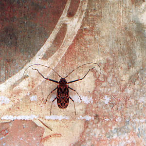 A photograph of a Harlequin Beetle