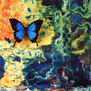 A photograph of a Ulysses Butterfly