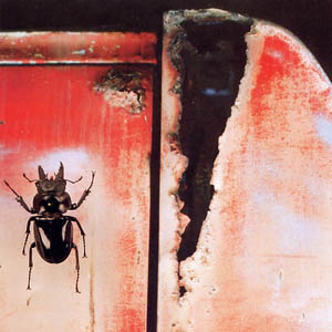 A photograph of a Rhino Beetle