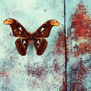 A photograph of an Atlas Moth
