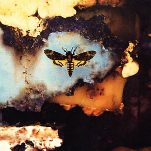 A photograph of a Death's Head Hawkmoth