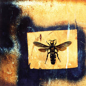 A photograph of a Hornet