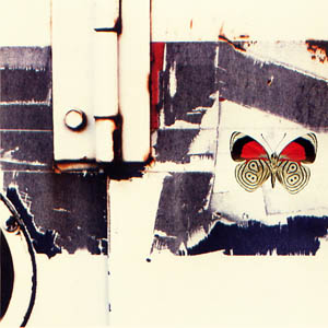 A photograph of Cramer's Eighty-eight Butterfly