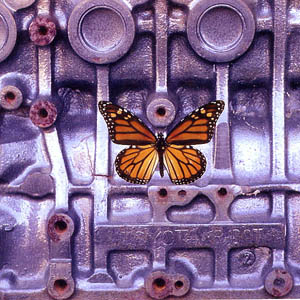 A photograph of a Monarch Butterfly