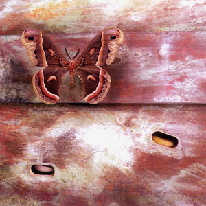 A photograph of a Cecropia Moth