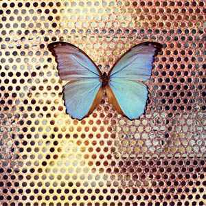 A photograph of a Blue Morpho Butterfly